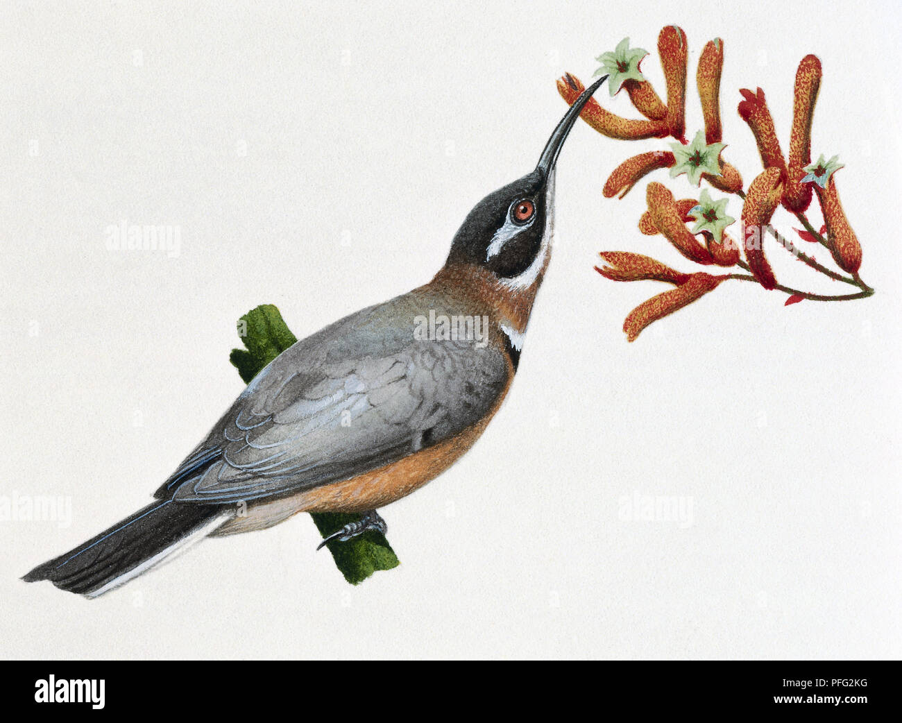 A grey bird with an orange belly eating nectar from a plant Stock Photo