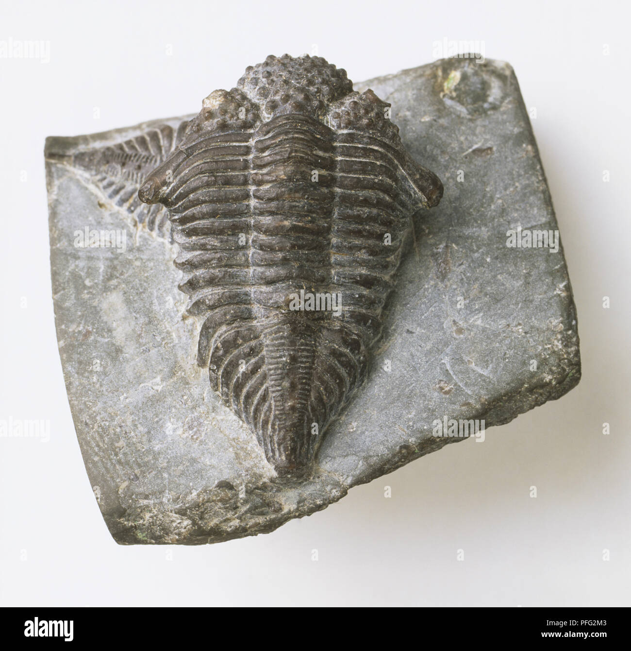 Encrinurus sp., Trilobite, fossil in light grey limestone. Stock Photo