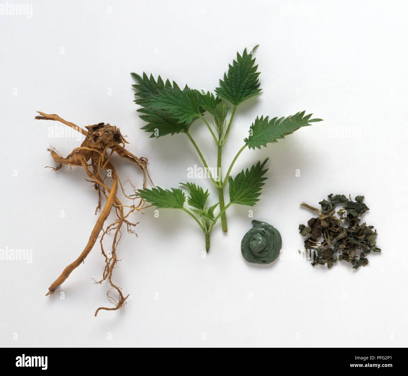 Stinging nettle root hires stock photography and images Alamy