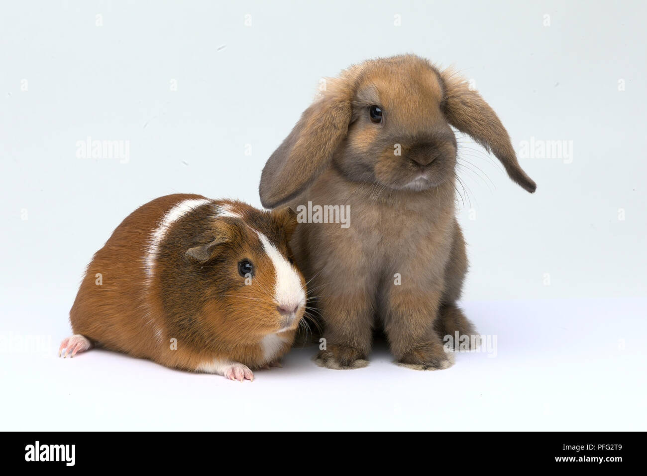 Lop Eared Rabbit Next To Guinea Pig Stock Photo 216097737 Alamy