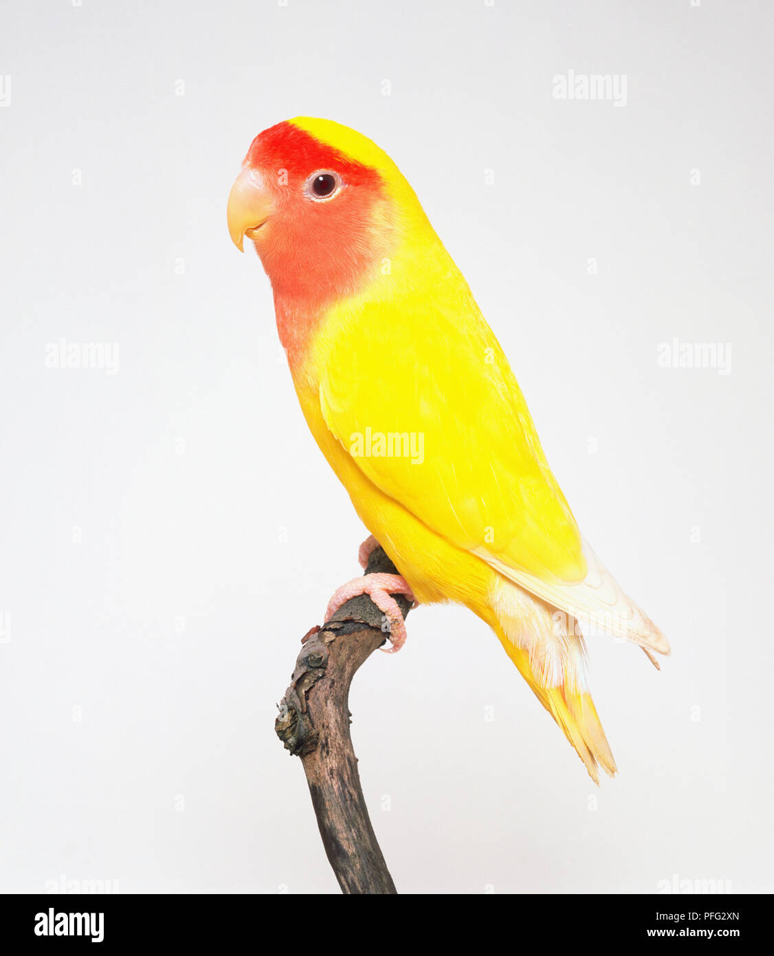 Lutino Lovebird (Agapornis sp.),yellow and red coloured bird perching on a branch, side view Stock Photo