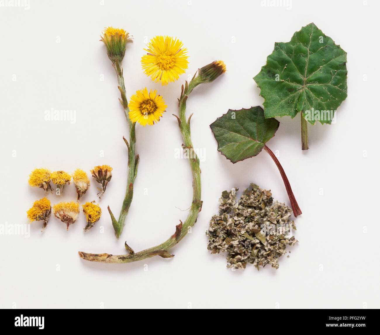 Tussilago farfara (Coltsfoot), fresh and dried flower heads and fresh and dried, ground leaves Stock Photo