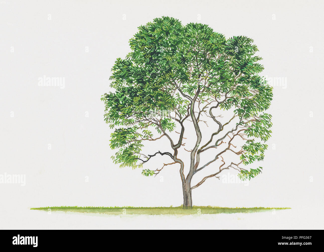 Illustration of Quercus myrsinifolia (Bamboo-leaf Oak or Chinese Evergreen Oak) Stock Photo