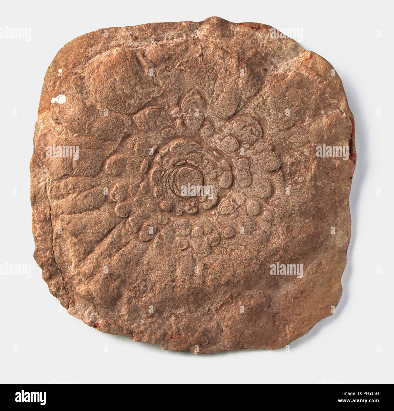 Precambrian fossil hires stock photography and images Alamy