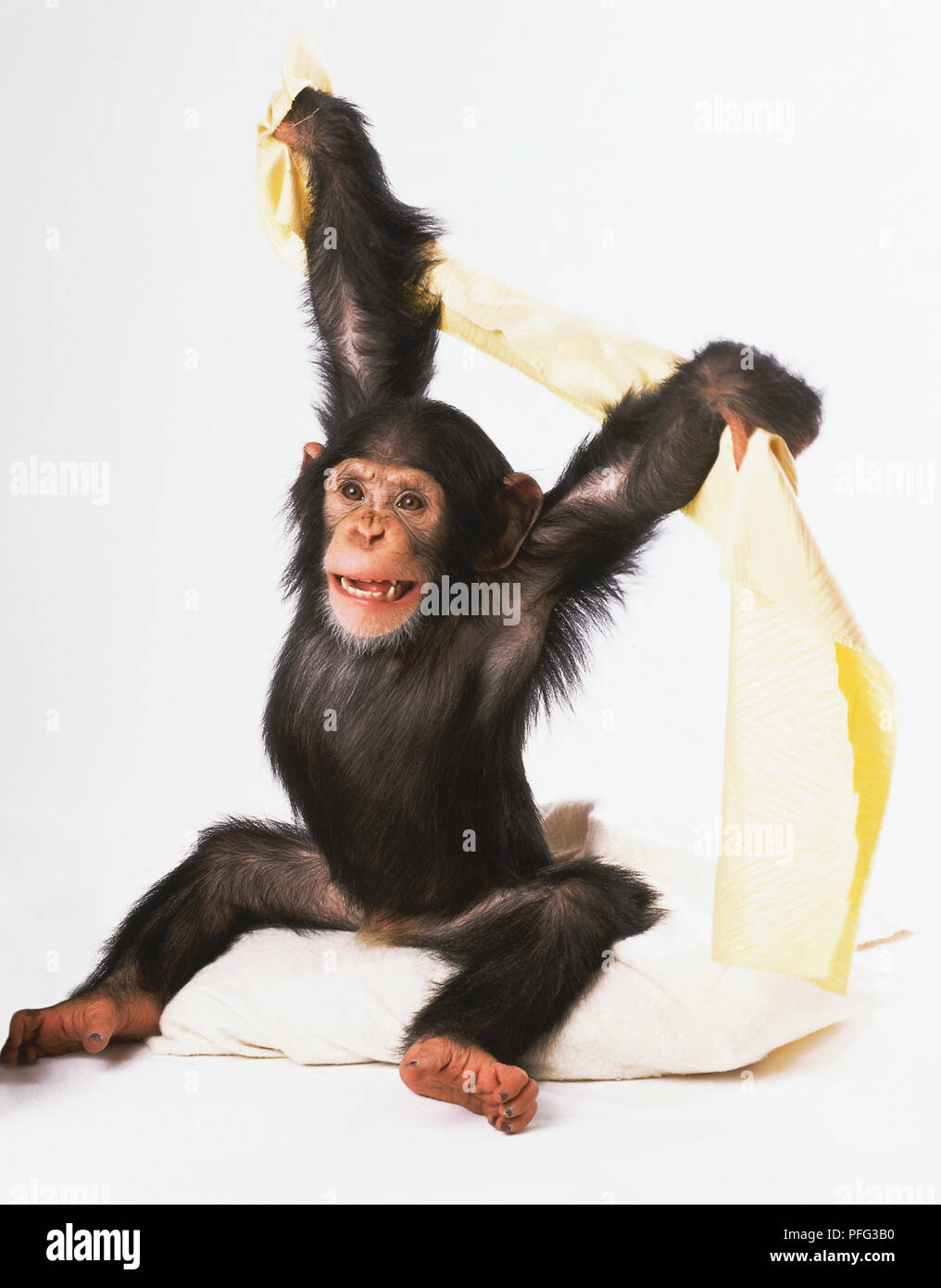 Young Chimpanzee holding blanket in air Stock Photo