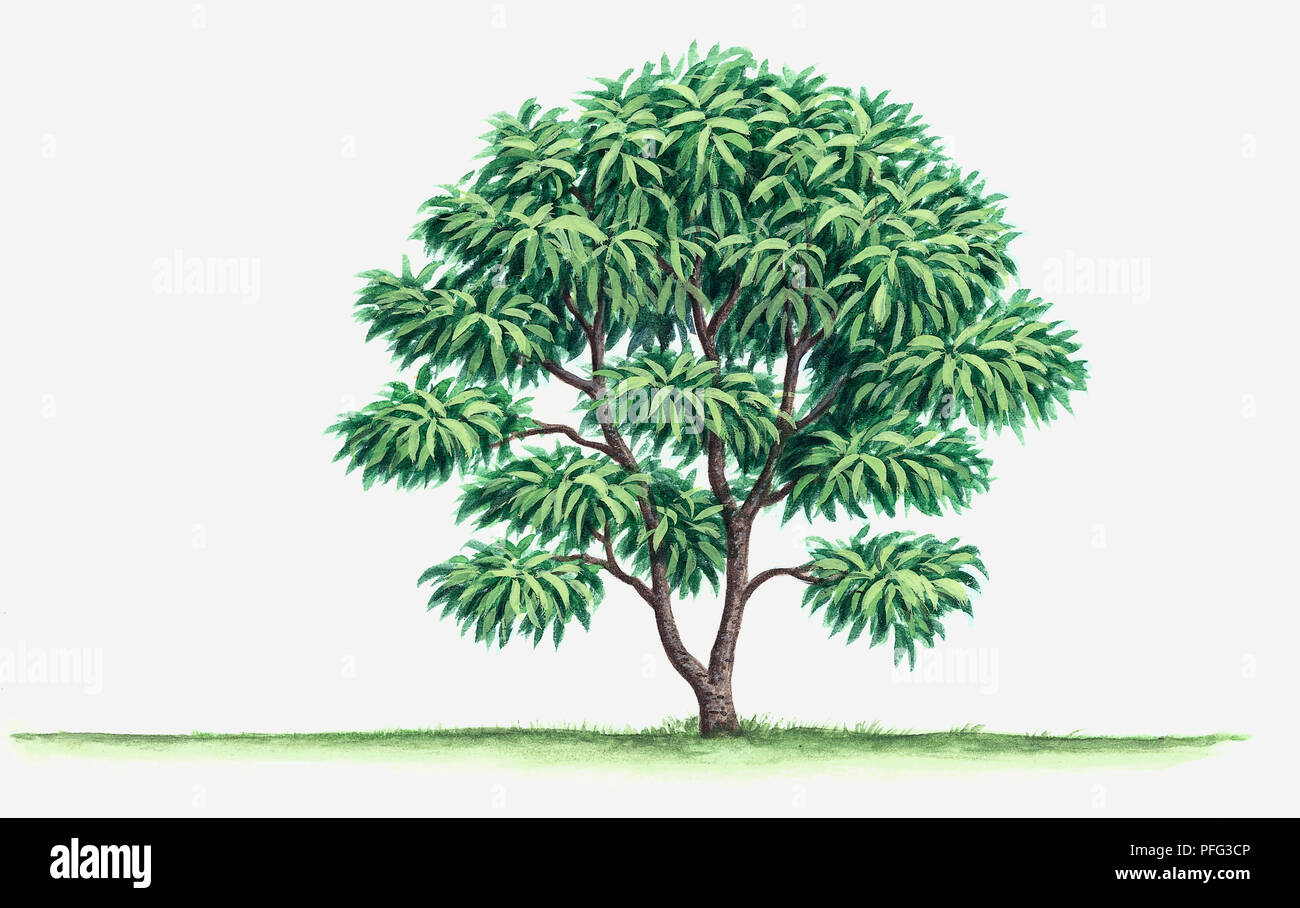 Laurel tree painting hi-res stock photography and images - Alamy