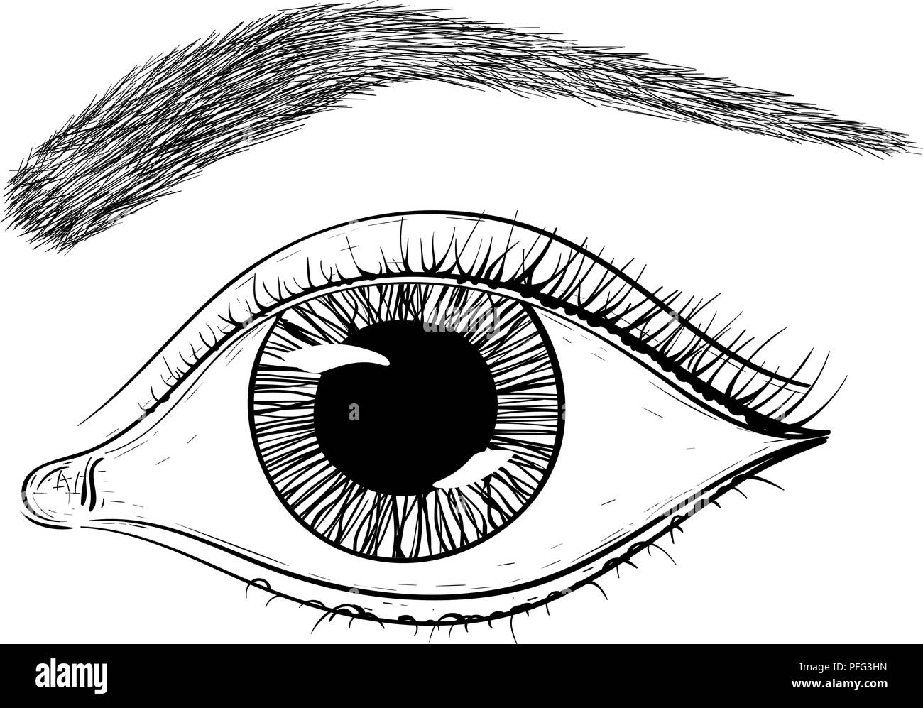 Eye with brow. Hand drawn sketch Stock Vector