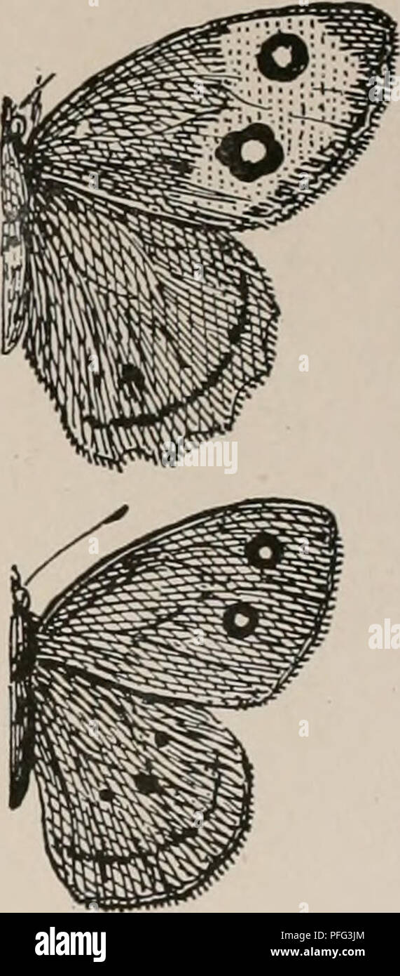 . The day butterflies and duskflyers of New England, how to find and know them. Butterflies -- New England; Moths -- New England. VII. Wood Satyrs. i. BLUE-EYED ALOPE. Satyrus (Cercyonis) alope. 2l/2 in. Dark brown, broad yellow band with two eye-spots on forewing. The female has no eye-spots on under side of lower wing. Caterpillar feeds on grasses. 2. NEPHELE. Satyrus ncphek. Like Alope, two eye-spots, but no yellow band on forewing.. Please note that these images are extracted from scanned page images that may have been digitally enhanced for readability - coloration and appearance of these Stock Photo
