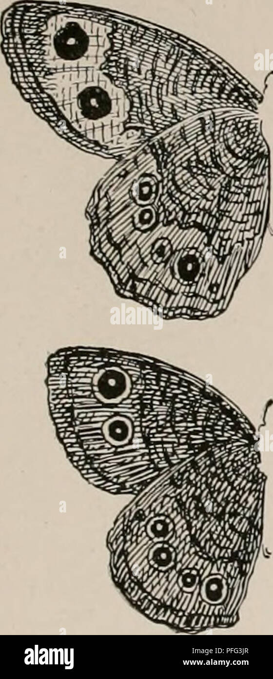 . The day butterflies and duskflyers of New England, how to find and know them. Butterflies -- New England; Moths -- New England. VII. Wood Satyrs. i. BLUE-EYED ALOPE. Satyrus (Cercyonis) alope. 2l/2 in. Dark brown, broad yellow band with two eye-spots on forewing. The female has no eye-spots on under side of lower wing. Caterpillar feeds on grasses. 2. NEPHELE. Satyrus ncphek. Like Alope, two eye-spots, but no yellow band on forewing.. Please note that these images are extracted from scanned page images that may have been digitally enhanced for readability - coloration and appearance of these Stock Photo