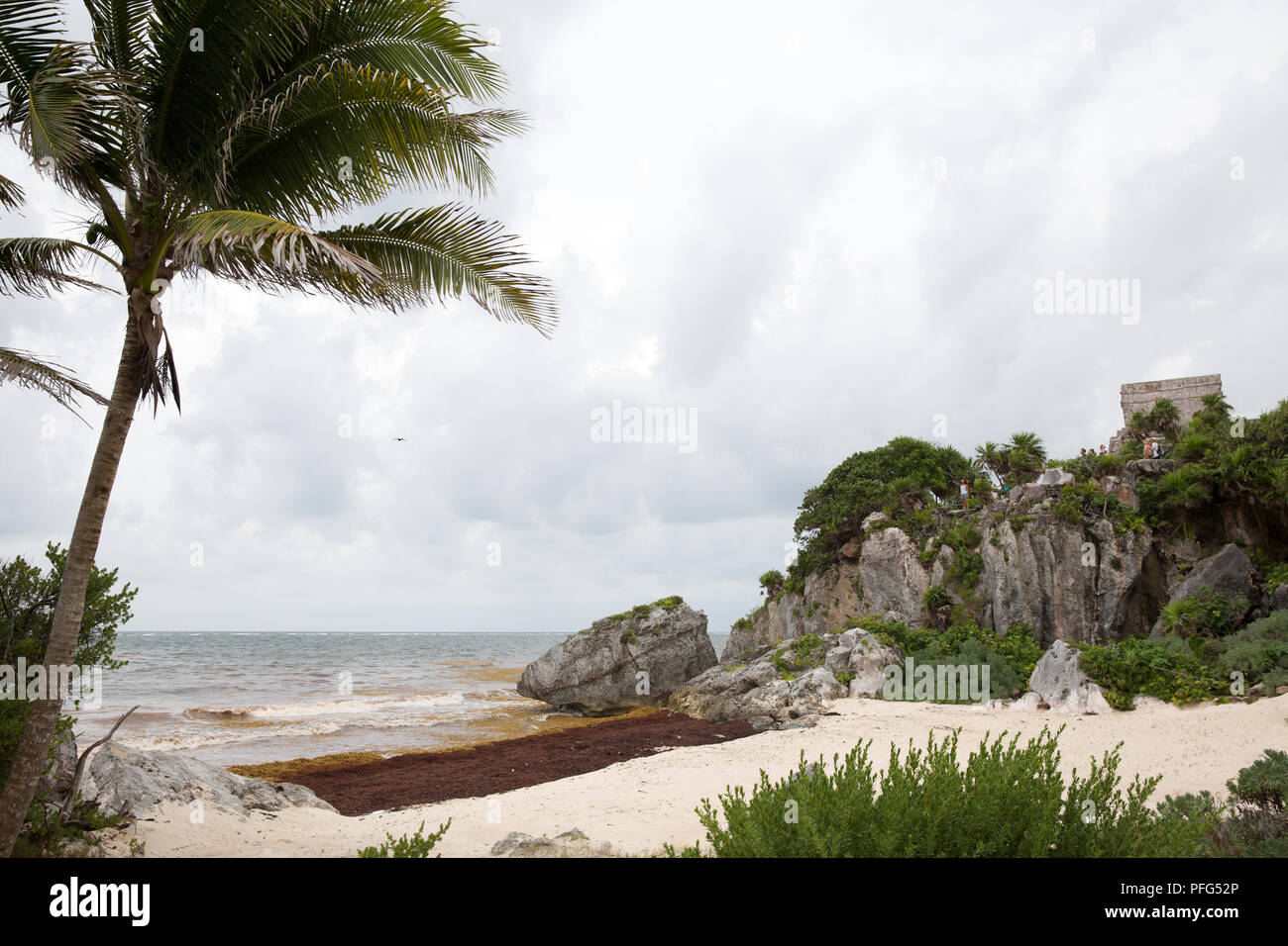 Large amounts of Sargassum seaweed washed up on a beach at Tulum