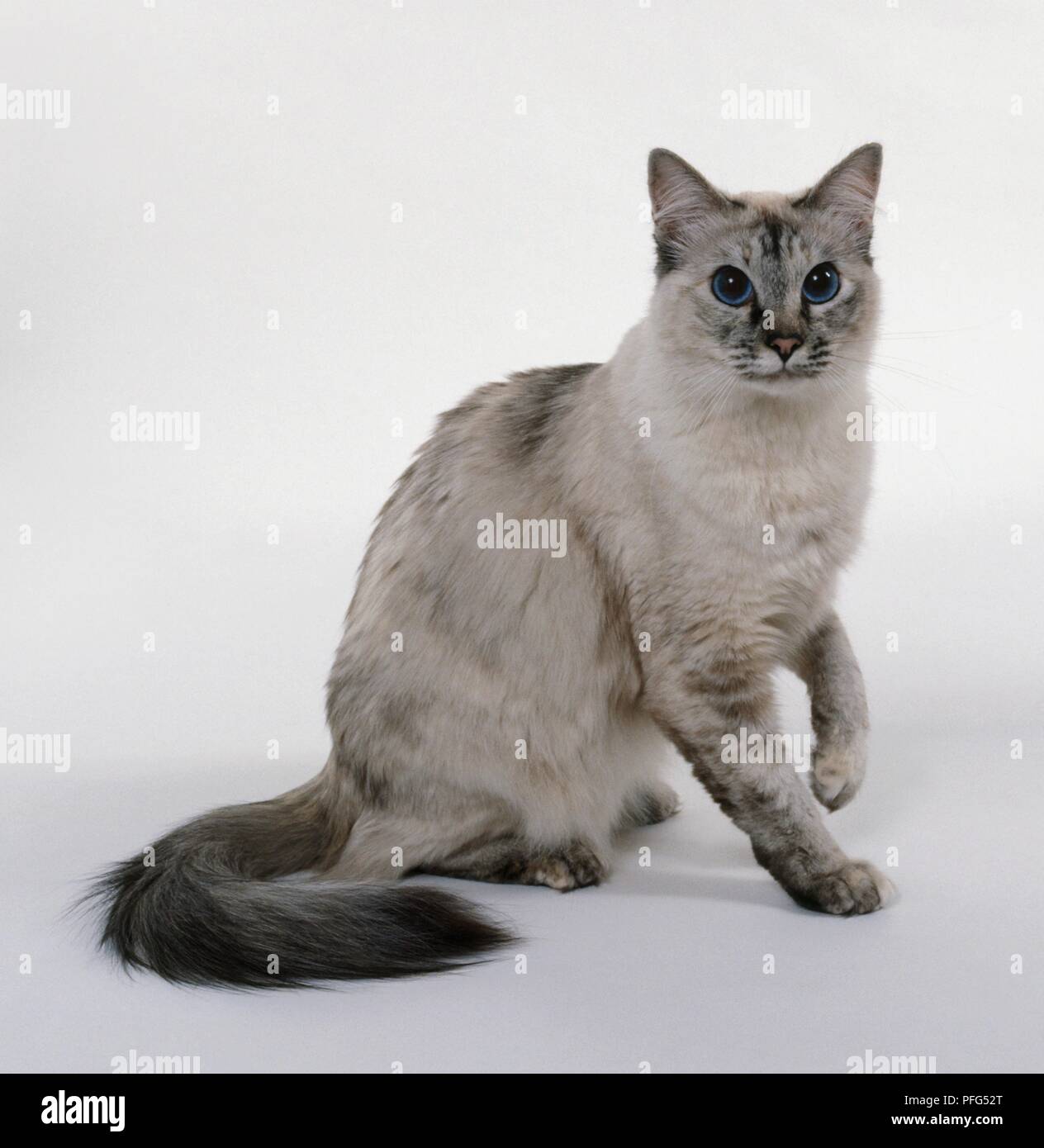 Seal Tortie Tabby Point Balinese Cat Looking At Camera Stock Photo Alamy