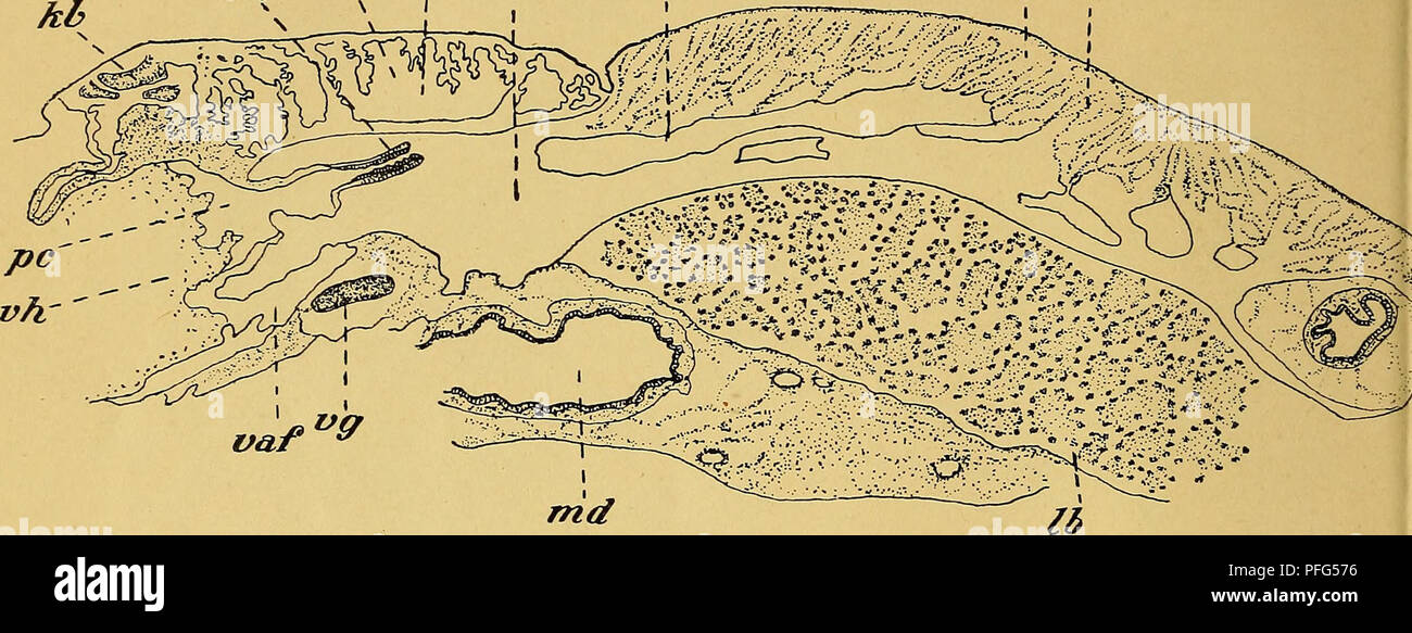 . Das Urogenitalsystem von Ampullaria gigas Spix. Gastropoda; Mollusks. VIKTOR SACHWATKIN Fast die ganze Nierenkammer des Vorderlappens ist von Lamellen eingenommen. Der Hinterlappen der Niere ist in seinem Bau vom Vorderlappen ganz verschieden. Seine Seitenwände und der Boden sind aus einer dünnen, glatten Lamelle gebildet. Einen ganz anderen Charakter zeigt die Dachwand. Die Beschreibung des Daches dieses Nierenteils von Ampullaria polita durch Bouvier gibt ganz genau die Verhältnisse auch bei Ampullaria gigas (Fig. H) wieder. Darum bediene ich mich dieser Beschreibung: &quot;Le plafond pres Stock Photo