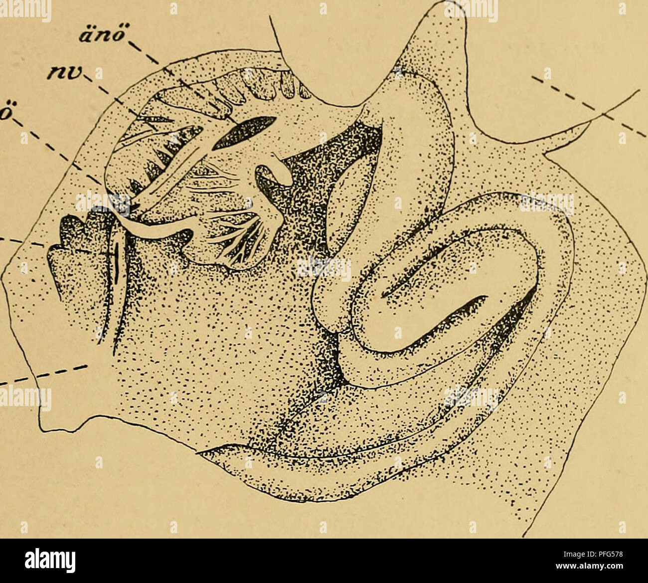 . Das Urogenitalsystem von Ampullaria gigas Spix. Gastropoda; Mollusks. DAS UROGENITALSYSTEM VON VMPULLARIA GIGAS Spix die Höhle der Niere mit dem darunter liegenden spiralig aufgerollten Darm offen ist. Das umgeschlagene I »ach des Hinterlappens ist in Fig. II separal gezeichnet. Durch den ganzen Vorderlappen hindurch auf seinem Boden, zieht ein aus zwei entsprechend kleineren Stücken bestehender Wall, der dem ( )rgan als Achse dient. Zu seinen heiden Seiten, senkrecht zu ihm, sind zahlreiche Lamellen befestigt. Diese Lamellen, welche sich bei näherer Betrachtung radiär von der Anheftungsstel Stock Photo