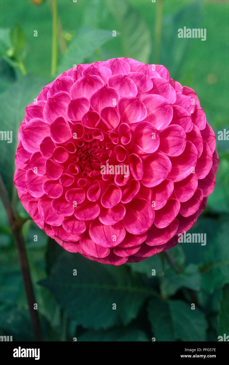 Bright pink flower head from Dahlia 'Barberry Carousel', close-up Stock Photo