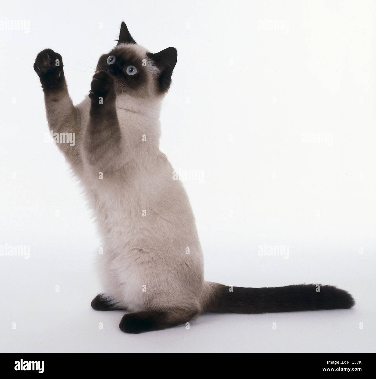 A British Shorthair Seal Colourpoint Kitten Stock Photo Alamy