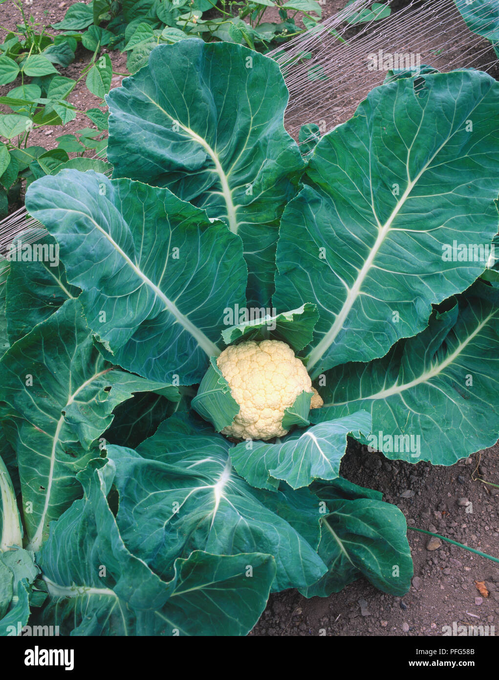 Brassica oleracea, Cauliflower, single head embedded in huge green leaves growing in outdoor vegetable patch, view from above. Stock Photo