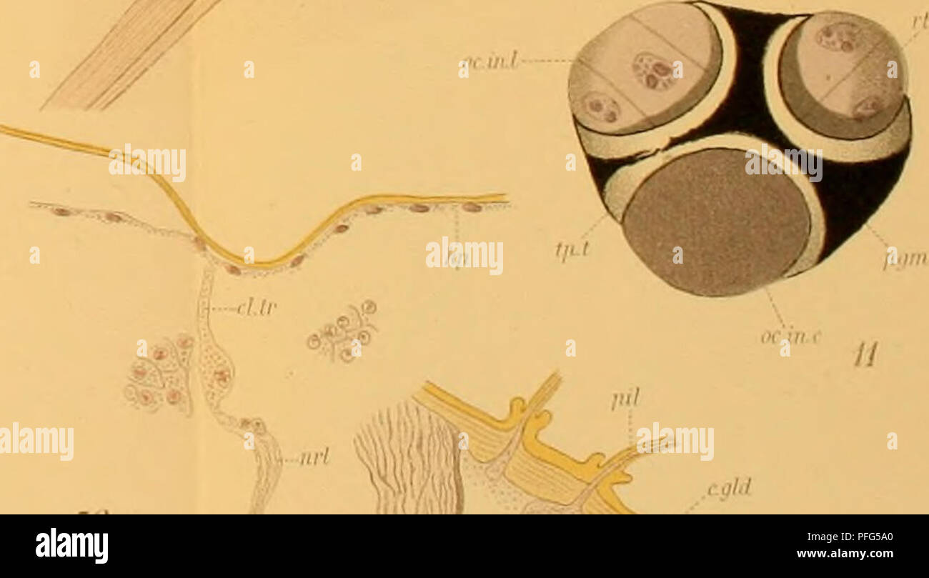 Orthis Shell This work explores the anatomy of certain branchiopods, focusing on ...