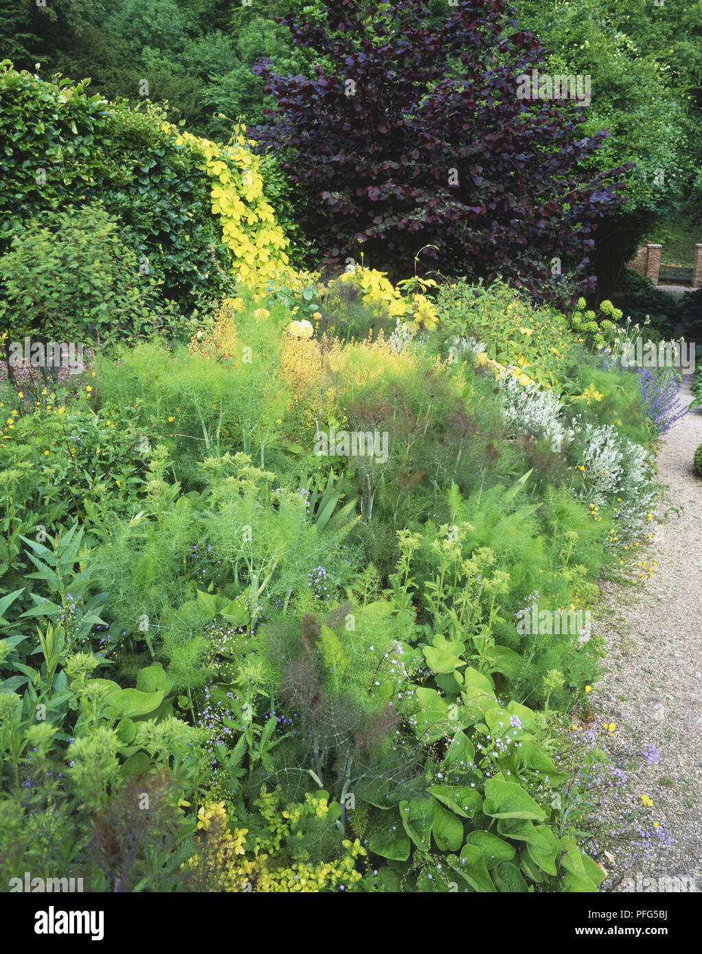 Herbaceous border path hi-res stock photography and images - Alamy