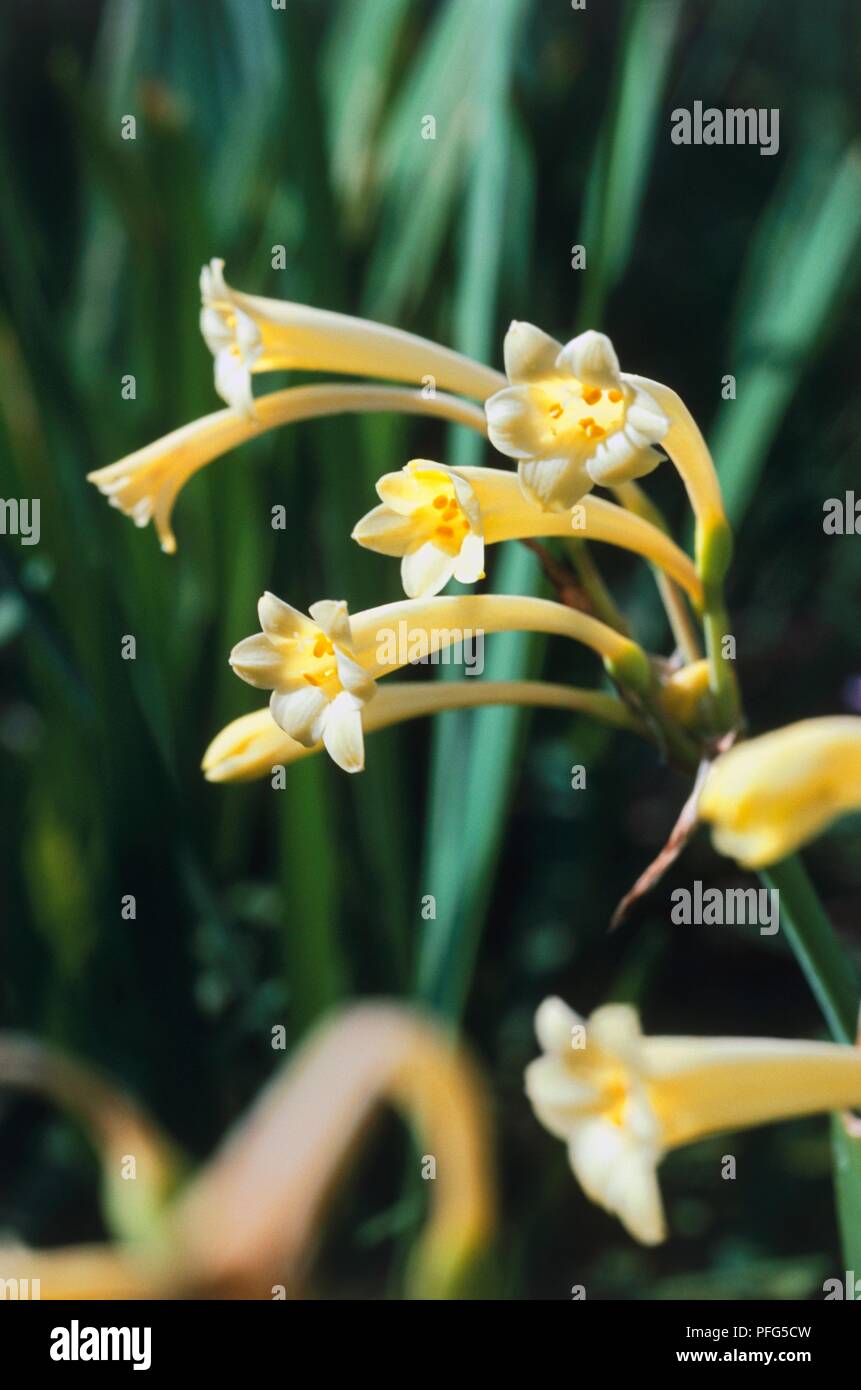 Yellow, tubular flowers from Cyrtanthus mackenii var cooperi (Fire lily), close-up Stock Photo