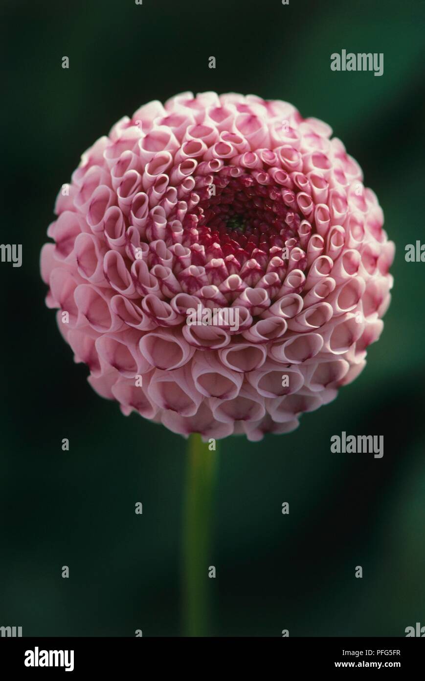 Dahlia 'Noreen', pink flower on long stem Stock Photo