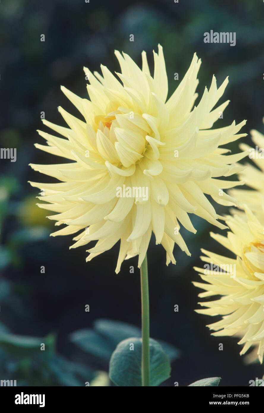 Dahlia 'Hamari Katrina', flower head with pale lemon-yellow petals ...