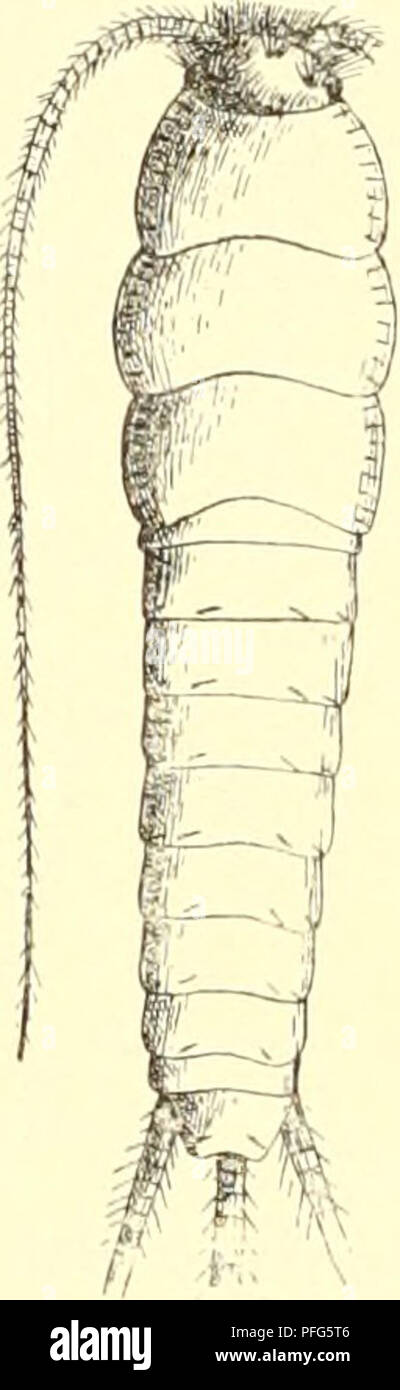 This work describes the Lepismatidae family within the order Thysanura, focusing on the classification and characteristics of various species within this insect family. It highlights their anatomical features and evolutionary traits, contributing to the understanding of insect biodiversity. Stock Photo