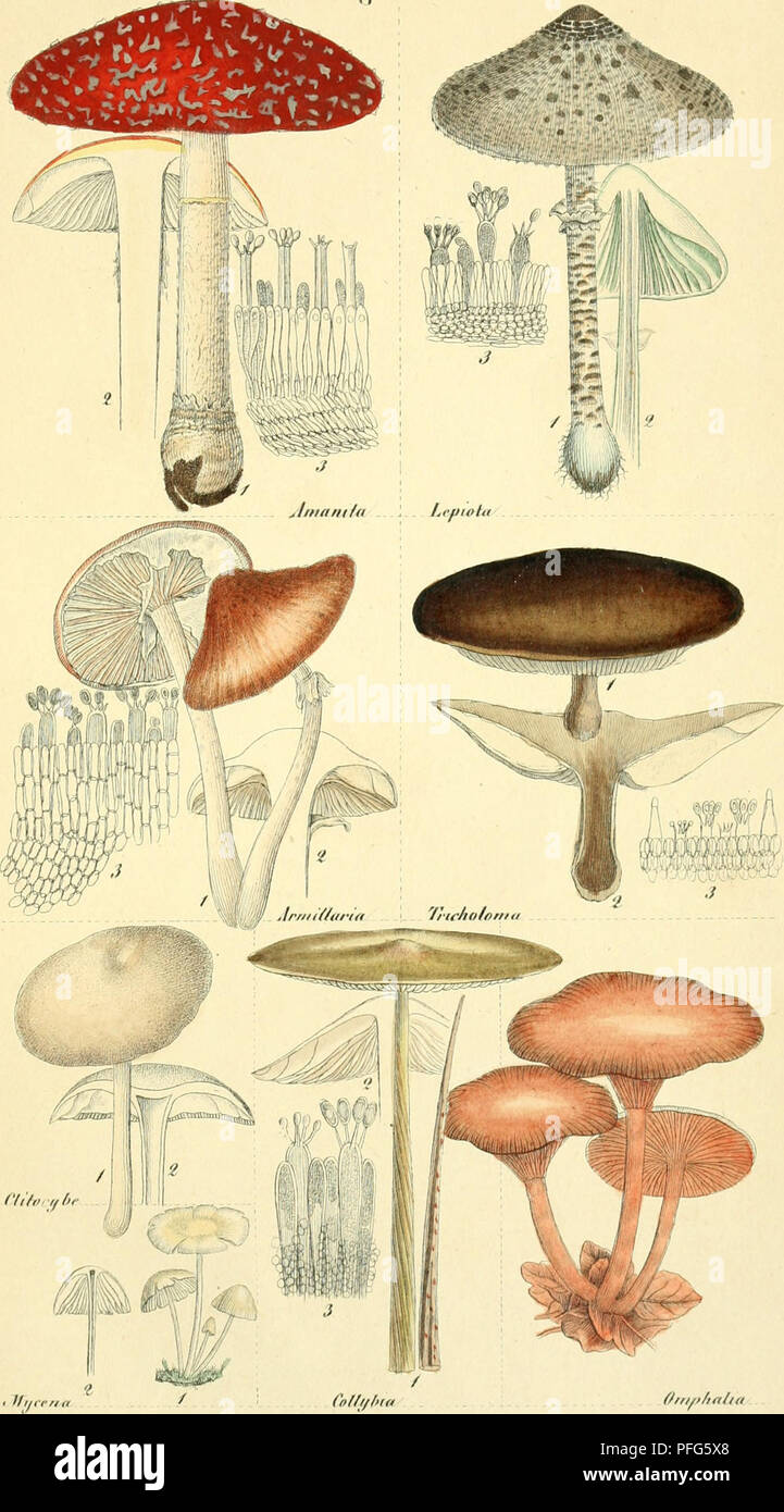 This scientific work outlines the systematics of fungi, detailing their ...
