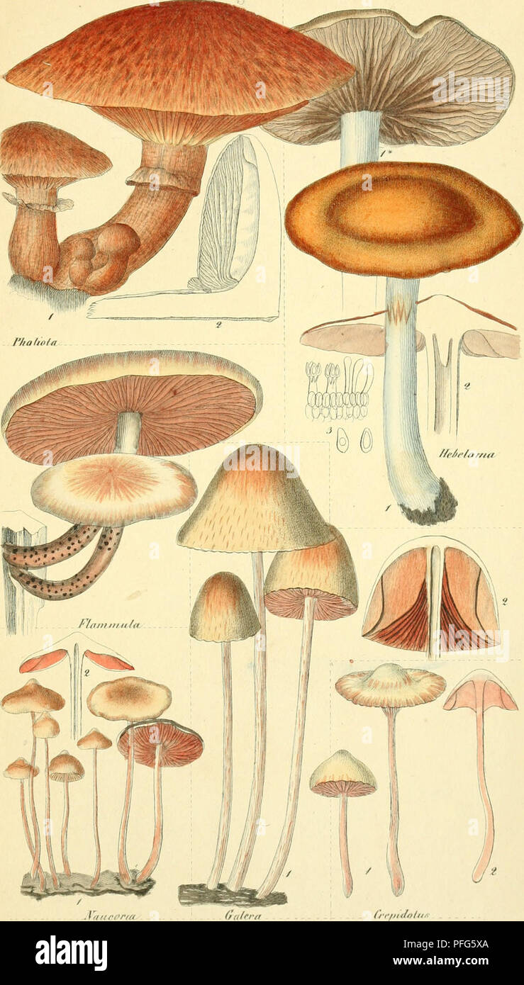 This work explores the systematics of fungi, focusing on species ...