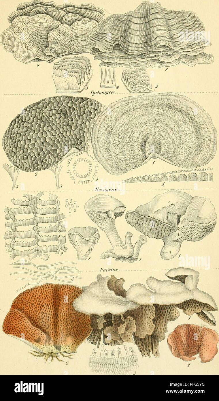 . Das System der Pilze. Durch Beschreibungen und Abbildungen erlutert. Fungi; genealogy. Tat. 30 liAiiieiioinveeles Kx&lt;)S|i«raira,s|&gt;ori(lei.Polvi)(tr(M. Jtl'l'llfl IIS. Please note that these images are extracted from scanned page images that may have been digitally enhanced for readability - coloration and appearance of these illustrations may not perfectly resemble the original work.. Nees von Esenbeck, Theodor Friedrich Ludwig, 1787-1837; Henry, A. (Aim), 1801-1875; Bail, Theodor, 1833-1922. Bonn, Verlag des Lithographischen Instituts der Rheinischen Friedrich-Wilhelms-Universitt und Stock Photo