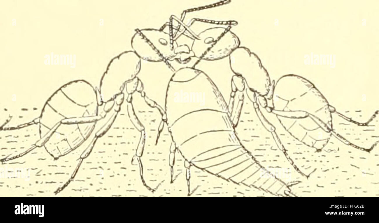 . Das system der lepismatiden. Lepismatidae; Thysanura. 30 wurden, zeigten sich viel lebhafter als die ohne Ameisen. „Sie liefen ununterbrochen mitten unter den Ameisen herum, und waren darauf bedacht, niemals in deren Nähe unbeweglich zu verweilen. Einigemale sah man die Ameisen eine Angriffstellung gegen ihre Gäste ein- nehmen und sogar sich auf dieselben stürzen, aber meistens konnten die letzteren den Ver- folgern ausweichen. Allerdings wurden auch einige Exemplare von den Ameisen ergriffen und getötet, da das betreffende künstliche Nest zu klein war und zu wenig Schlupfwinkel zum Verberge Stock Photo