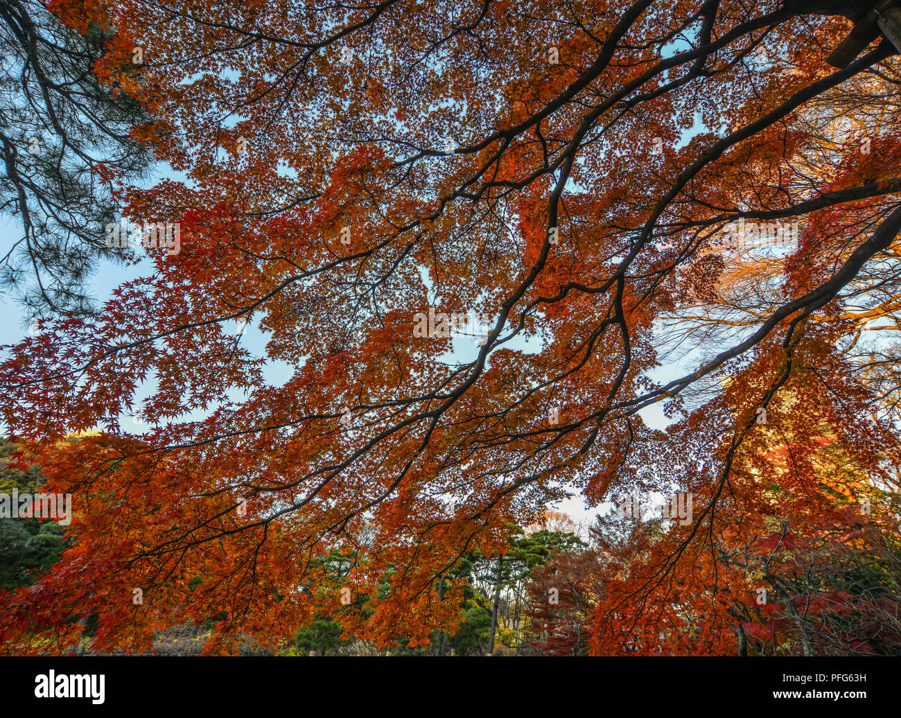 Maple trees with colorful leaves at autumn garden in Tokyo, Japan Stock ...