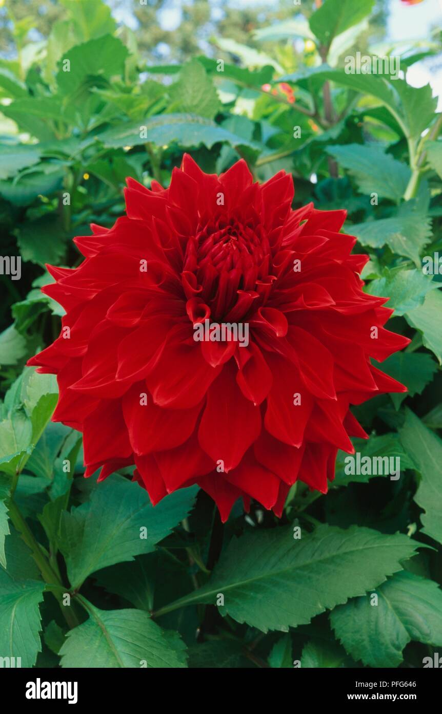 Dahlia ‘Zorro’ with red flower and green leaves Stock Photo - Alamy