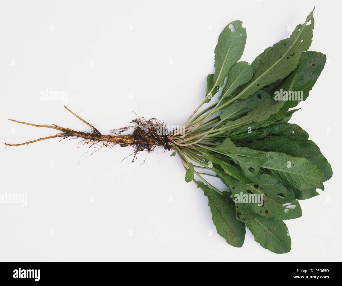 Bunch Of Holes High Resolution Stock Photography and Images - Alamy