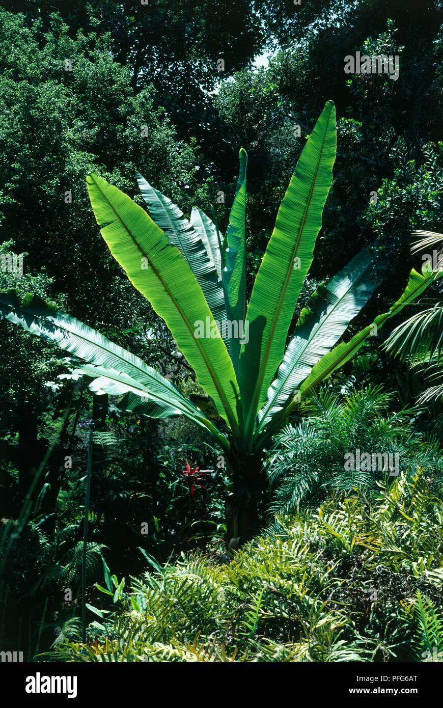 Ensete ventricosum (Abyssinian Banana, Ethiopian Banana) with large, upright green leaves Stock Photo