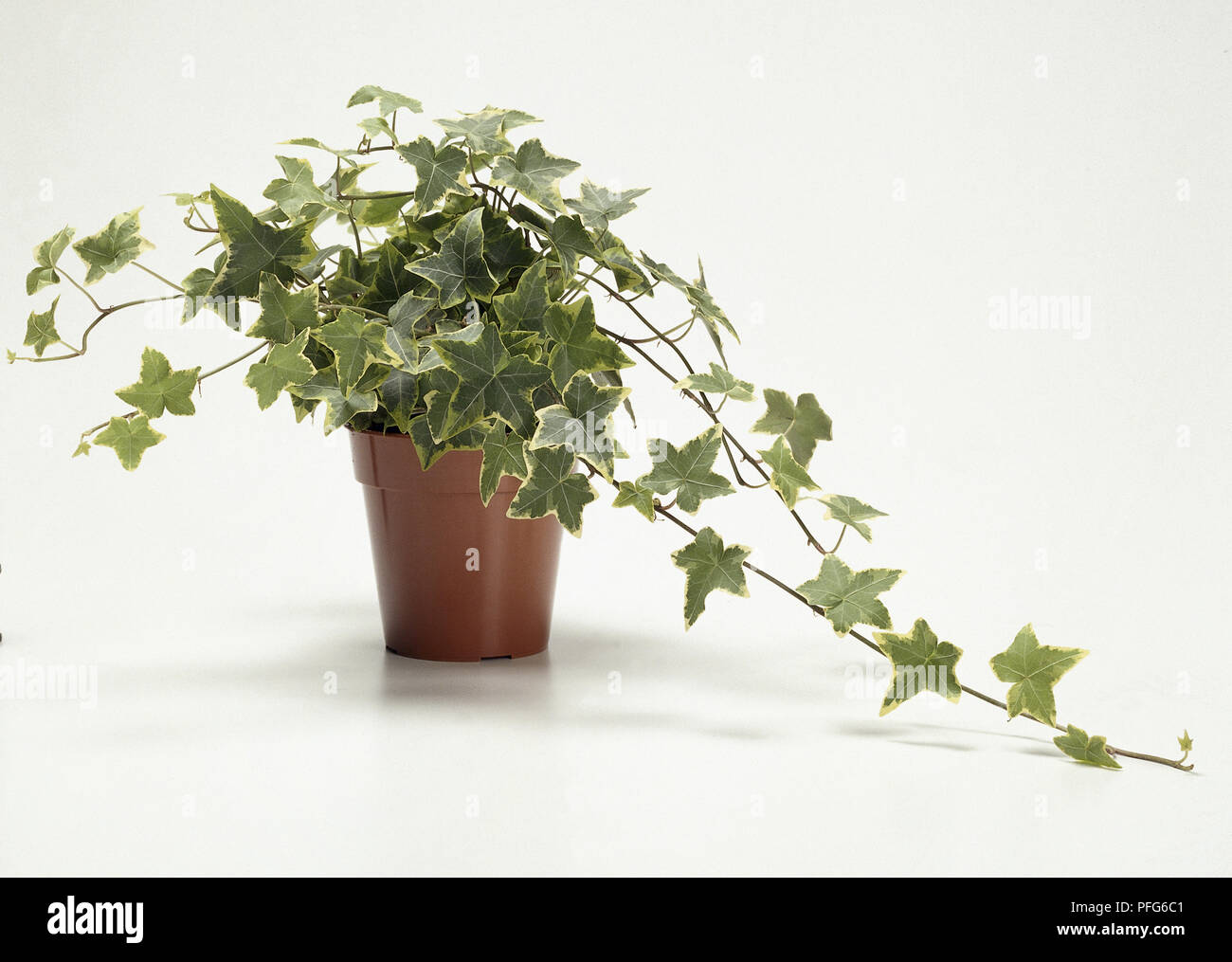 Hedera helix, trailing plant in a pot Stock Photo - Alamy