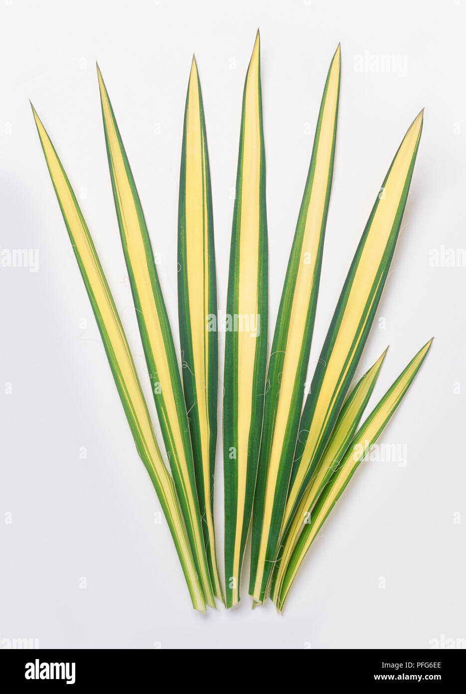 Pointed, yellow and green leaves from Yucca flaccida 'Golden Sword'  (Flaccid leaf yucca) Stock Photo