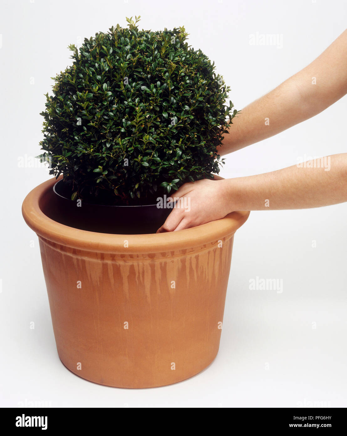 Hands planting Buxus sempervirens (Boxwood) plant in terracotta pot