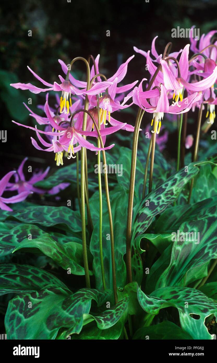 Lilac-pink flowers and mottled leaves from Erythronium revolutum (Trout lily), close-up Stock Photo