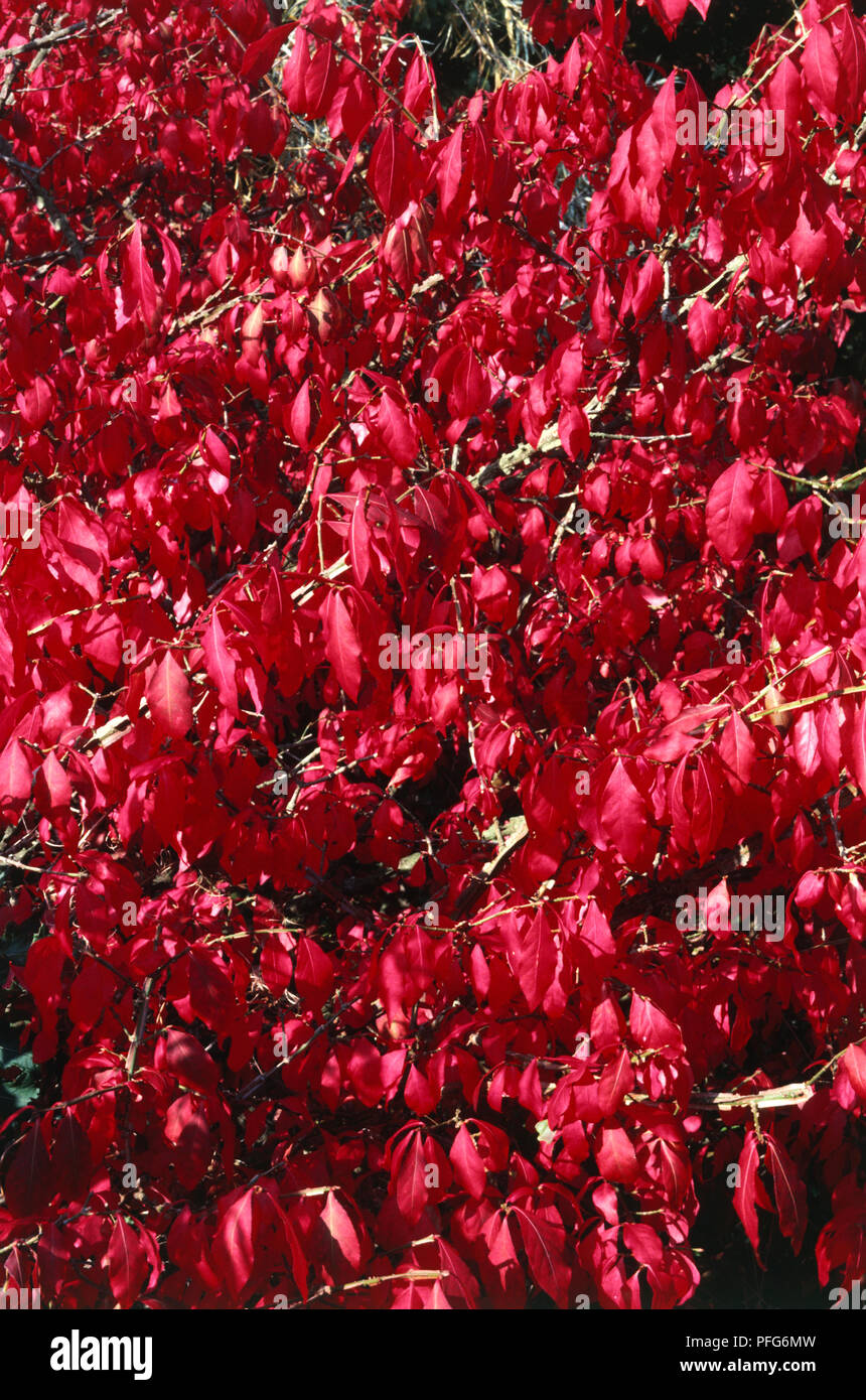 Red leaves from Euonymus alatus (Winged spindle), close-up Stock Photo