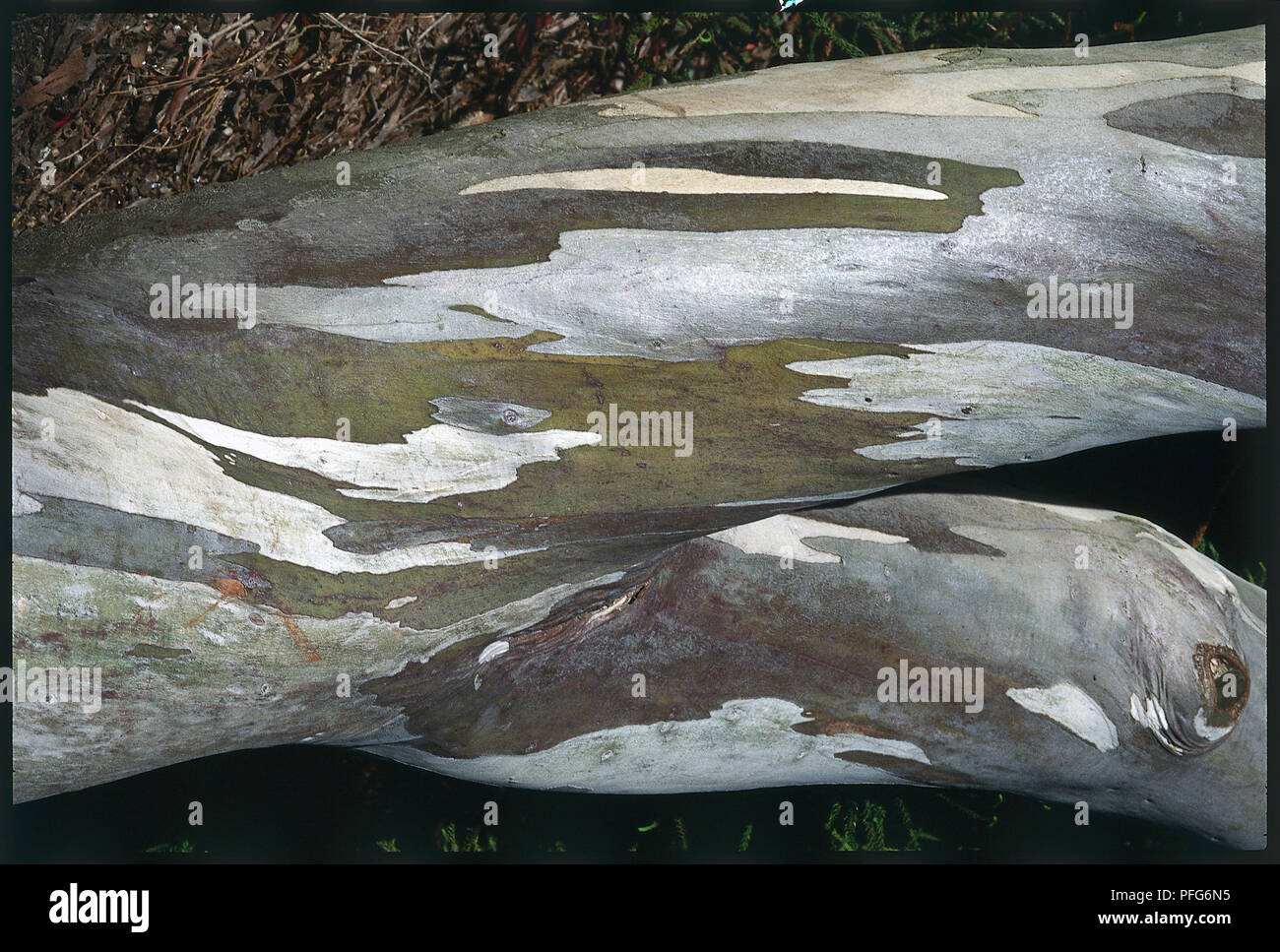 Variegated bark of Eucalyptus pauciflora ssp niphophila (Alpine snow gum), close-up Stock Photo