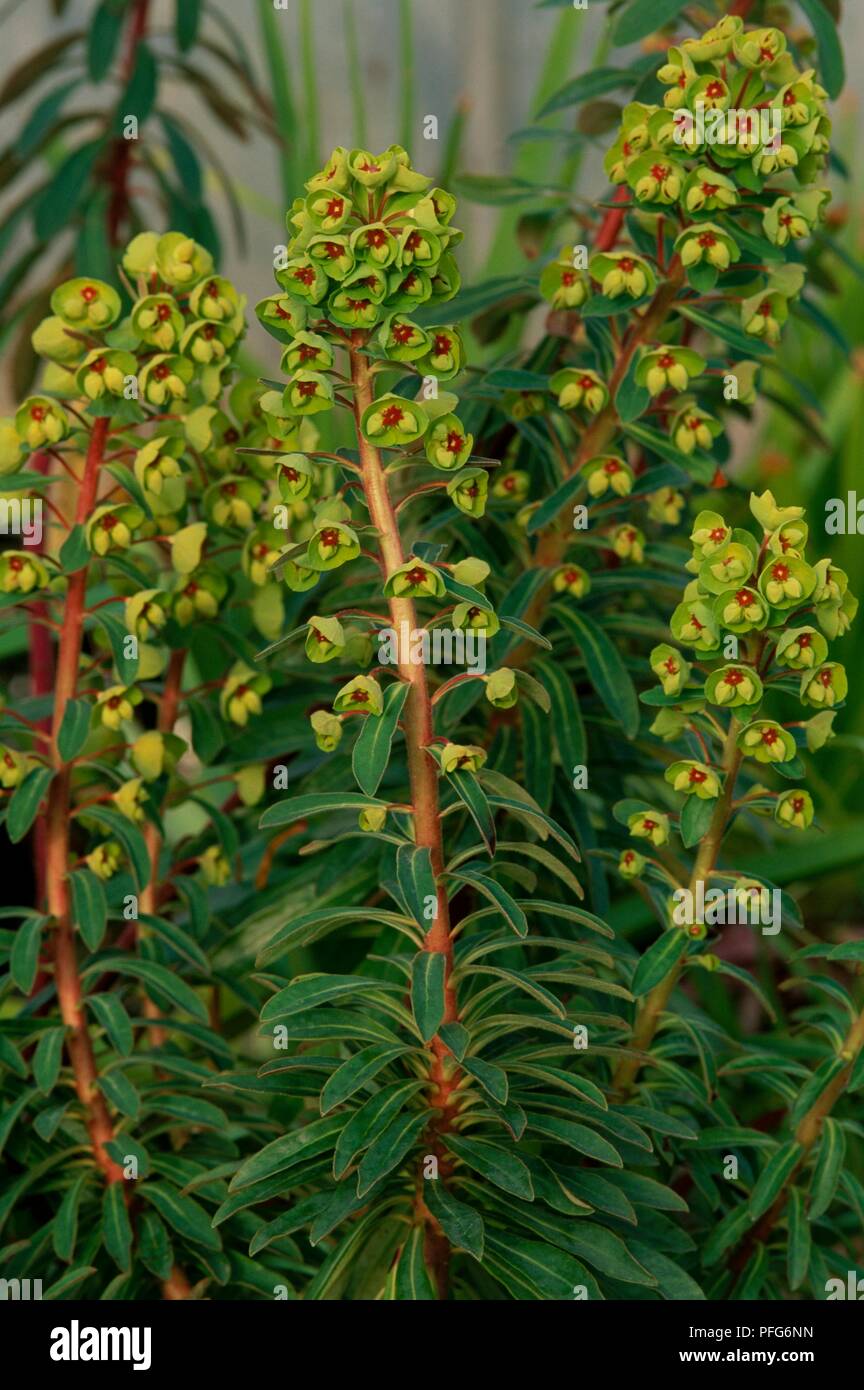 Euphorbia x martinii (Milkweed, Spurge) with flowers and leaves on tall stems Stock Photo