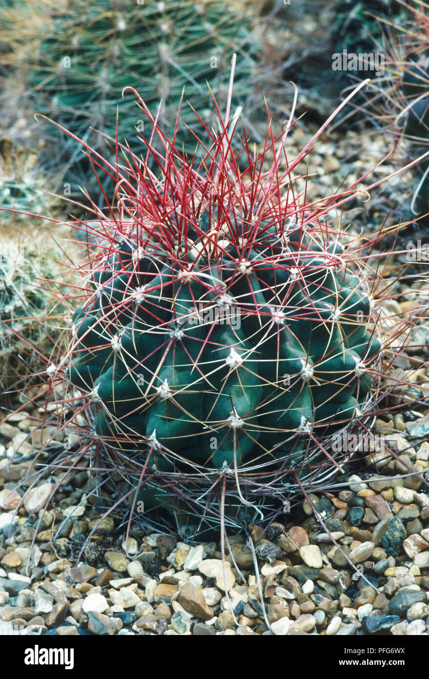 Ferocactus hamatacanthus (Turk's Head), tropical plant with lone spines, and areoles growing in gravel bed Stock Photo