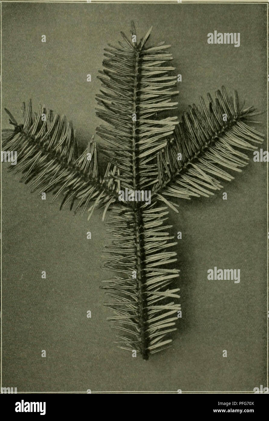 . Das Leben der Pflanze. Plants; Plants; Plants; Phytogeography. 2)tc ^olgartCH. 515 unfcrm ^ict)tenf)ol3 minbeften§ gleic^roertig unb (}Qt nod) bcn SSorjug ^üt)erer 2)auev, ju 93alfen bagegen ift e§ rceniger geeignet, rceil bie ftarf ausgebilbeten ^ftquirle bie ©laftisität oerminbern. Seiber trirb bie ©trobe oft im 3ugenb= unb ©tangen^ols-- altev oiet oom SBurjelpils unb com Slafenroft f)eimge[ud)t unb ftirbt bann maffen= ireiS ah, t)äufig et)e fie nupare ©tärfen erreid)t I)at. @§ ift bat)er ieben= fall^ SSorfic^t beim 2ln= bau angezeigt; je rväx= mer ba§ ^lima ift, um fo feu(^terer 33oben fo Stock Photo