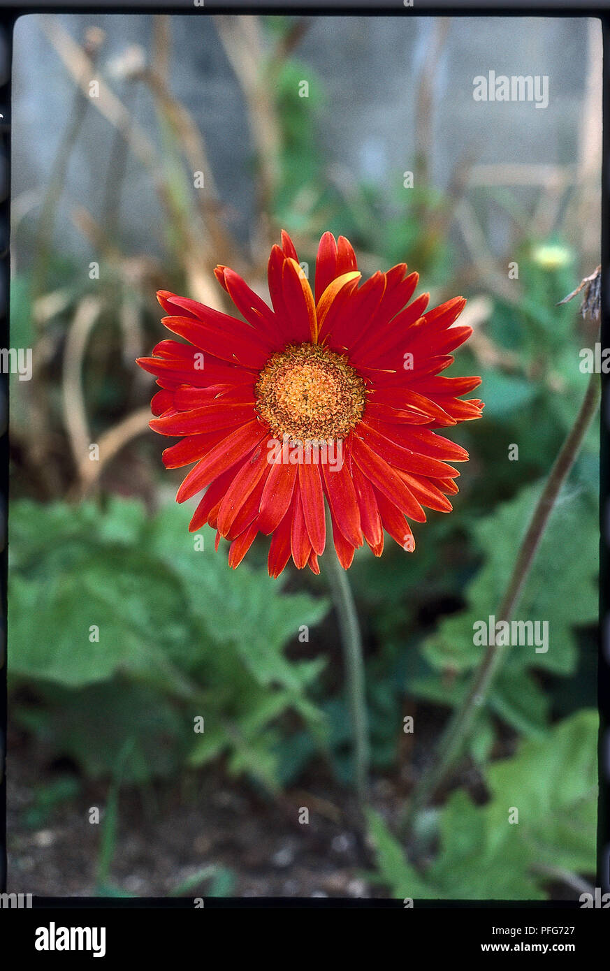 Flower from Gerbera jamesonii (Barberton daisy, Transvaal daisy) Stock Photo