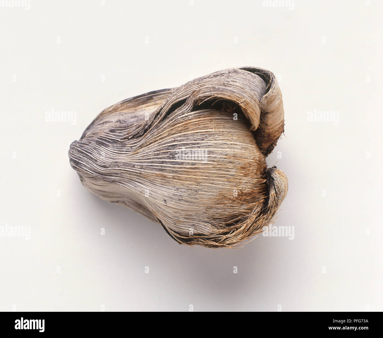 Dried coconut husk Stock Photo Alamy