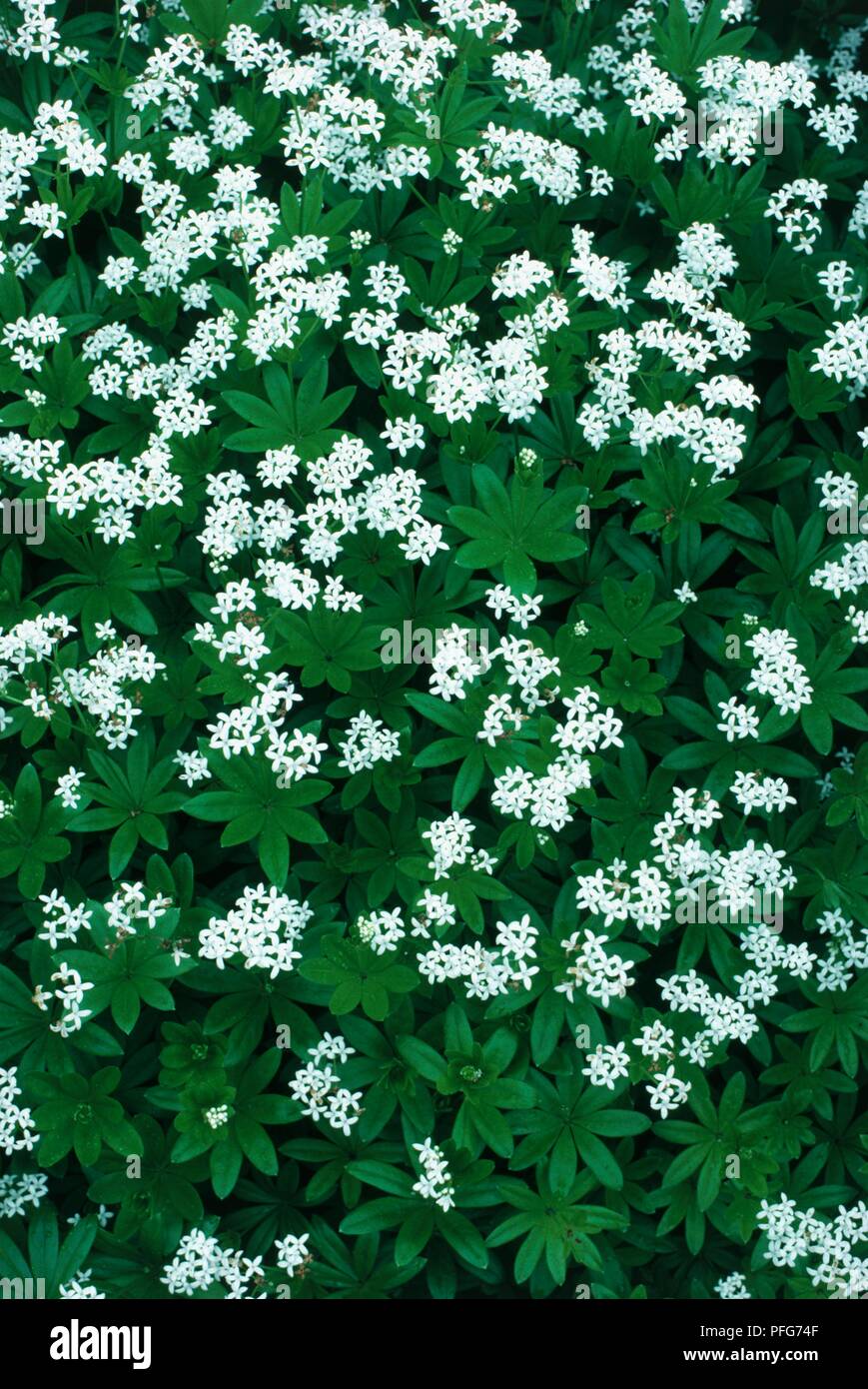 Galium odoratum (Sweet woodruff) with abundance of small white flowers and green leaves Stock Photo