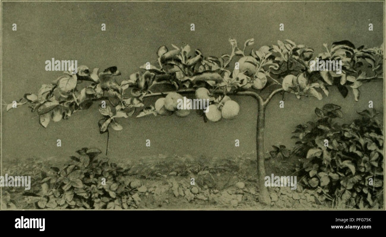 . Das Leben der Pflanze. Plants; Plants; Plants; Phytogeography. 428 •'^. 5lb)c{)iiitt. ®ie 3'^ß'^9tormen tonnen in 4 .^auptgruppen eingeteilt roerben: 1. (Sd)nurbäume, 2. regelmäßige '|?a(metten, 3. freigejogene ©paliere, 4. freiftetjenbe formen. 1. *3)ic (Sd)uurbäumc. %k ©rf)nurbäume ober 5^torbong finb leidet ju jiefjen unb geben balb @r= träge; jebe anbere ^ornt beanfprurf)t ein oiel größere» ^JJ?aJ3 oon &quot;pflege unb 3Irbeit. ,']ur 53ef(eibung üon SCöänben unb 9J?auern foroie jur 2Inpftanjung an ©efteüen irerben bie einfad)en unb boppelten jenfred)ten Äorbon§ benuljt. ^er einfadje jenf Stock Photo