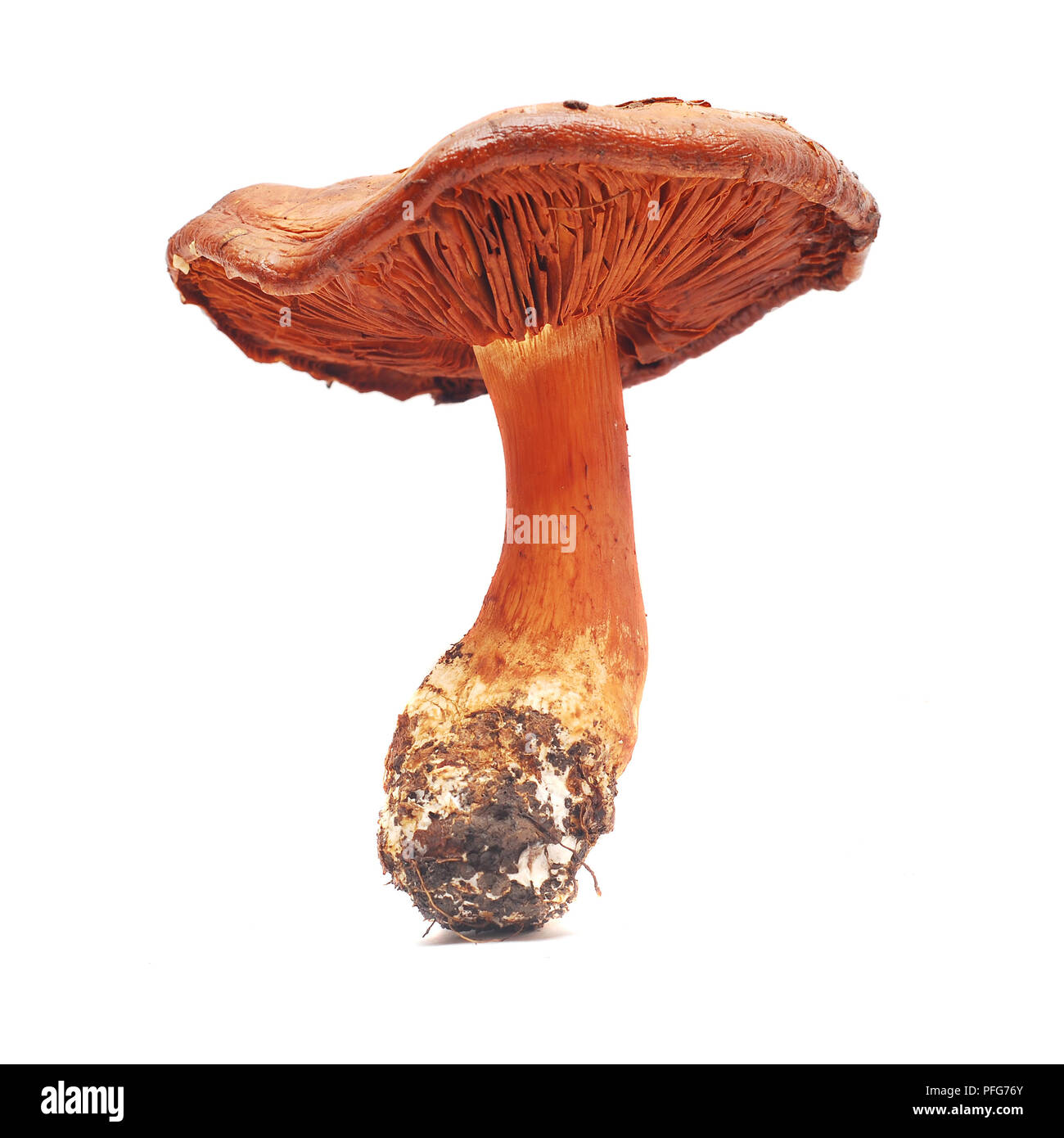 cortinarius orellanus toxic mushroom isolated on white Stock Photo