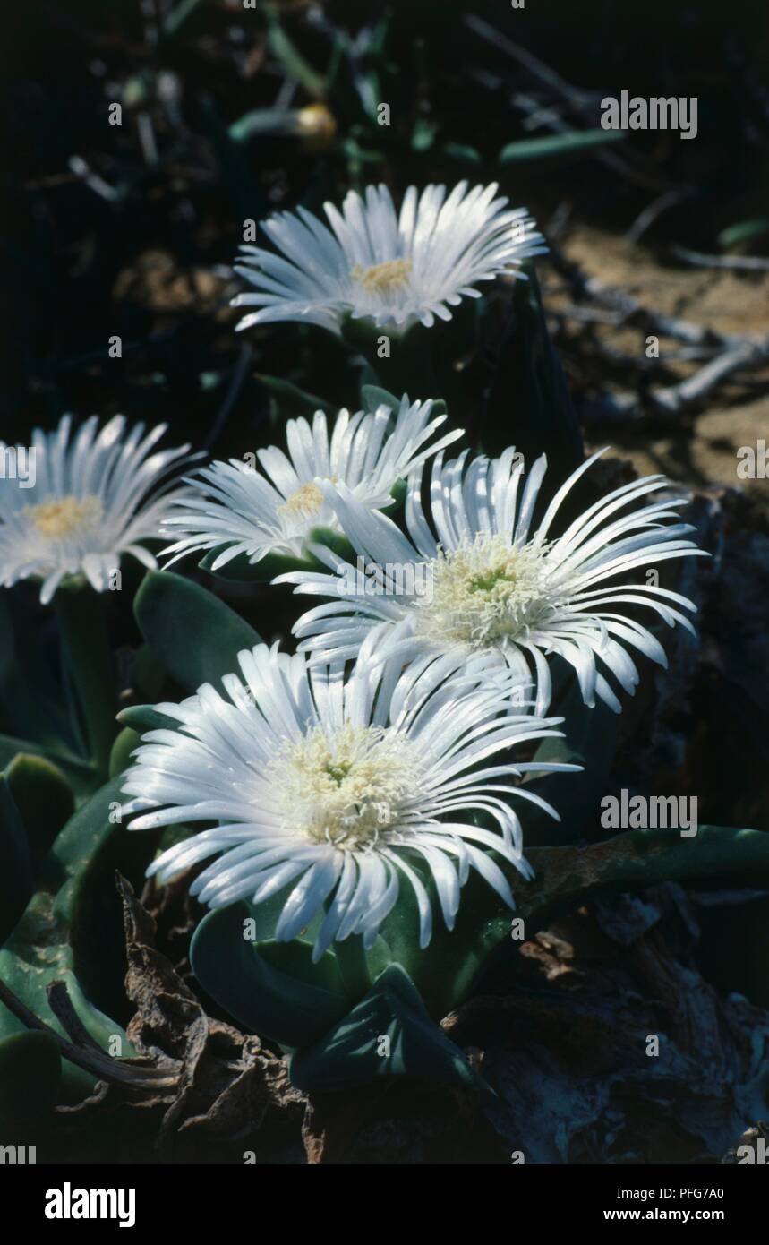 White flowers from Gibbaeum velutinum, a succulent plant Stock Photo