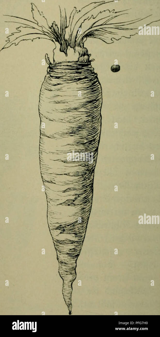 . Das Leben der Pflanze. Plants; Plants; Plants; Phytogeography. 9lbb. 60. Brassica Napus lapifpra, SoI)Irübe. (3eicf)nung »on St. Defflnger.) nad) bem Söeften. ®er Qiihzn @nglanb§ unb ^rlanb§, ©ebiete im mittleren ^ranfreirf), läng§ be§ S't^einS, in ©übmät)ren unb 2Beft= Ungarn jeid)nen fiel) burd) befonber^ ftarfen S3au biefer ^flanje au§, beren 2inforberungen an ba§ ^lima megen ber 9lu^ung anbere finb, mie bei ber Qndtxxüht; e§ reict)t roeniger Söärme au§, unb me^r ?^euc^tig!eit ift günftig. Rubere 9iübenarten. Äot)l' unb 2Bafferrübe, Brassica- 3trten finb ^reujblütter mit parendt)i)möfer o Stock Photo